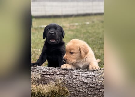 Labrador Welpen mit Ahnentafel