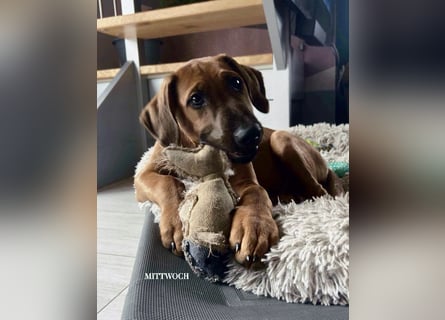 Rhodesian Ridgeback Malinois Welpe sucht seine Familie