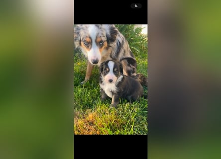 Miniature Australian Shepherd Welpen m. Papieren