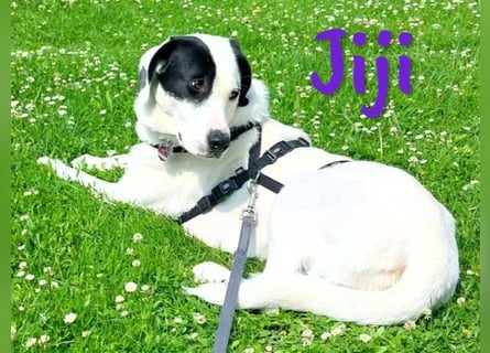 Jiji 07/2023 (in Deutschland) - ruhige und sanfte, wundervolle junge Hündin!