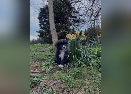 Australian Shepherd Welpen