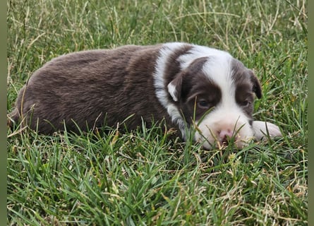Border Collie Welpen