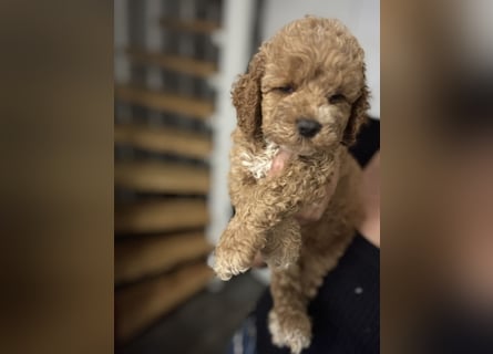 Cockapoo. F1 American Wurfankündigung Mai 2025