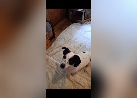 Josie sucht Herzensmensch fürs Leben