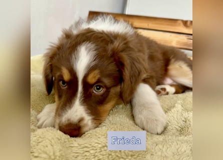 Australian Shepherd Welpen braun/redtri (Minimix/Reinrassig)+ Gesundheitszeugnis