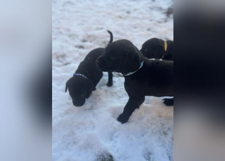 8 Labrador Retriever Rhodesian Ridgeback Welpen in Sonderfarbe seal