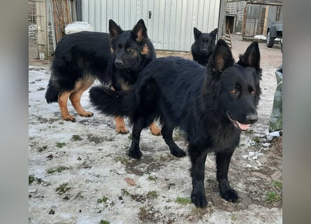 Altdeutsche Schäferhund Hündin