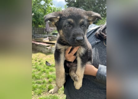 Deutscher Schäferhund Welpen