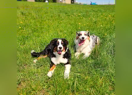 Australian Shepherd sucht Pflegefamilie
