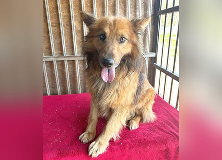 ❤️ superlieber ALFI - 1,5 Jahre, 46cm/16kg - Mischling