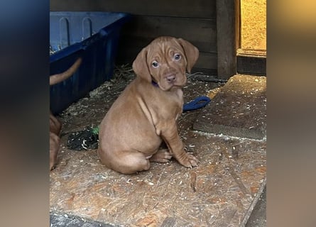 Magyar Vizsla aus Jagdlicher Leistungszucht. Ein Rüde sucht noch sein perfektes Zuhause