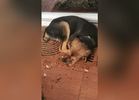 Gigi  ist in der Südpfalz zu besuchen