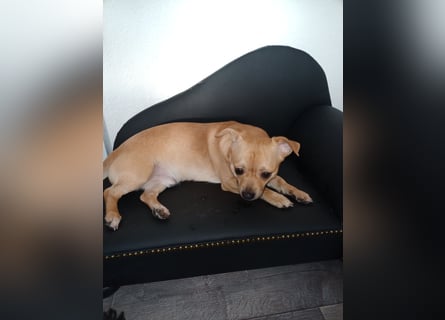 Süße Chorkie-Welpen black and tan & beige MIX !!!