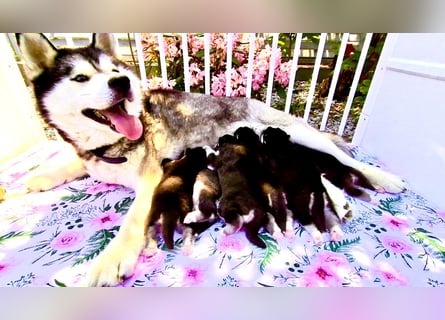 FCI Pedigree Blue Eyed Black & White Siberian Husky Champion Puppy