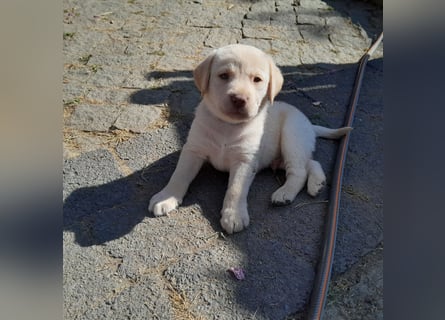 Reinrassige Labradorwelpen