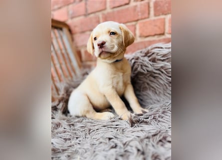 Labrador Welpen gelb braun und schwarz