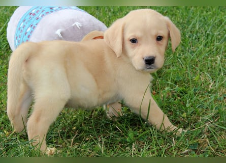 Labrador Welpen reinrassig mit Ahnentafel dürfen ab dem 25.08.25 ins neue Heim