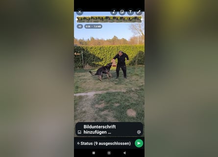 Deutsche Schäfer Hunde Welpen Rassen Hunde