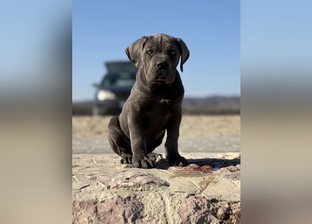 Cane Corso grau  welpen hündin Graue Hündin mit Züchtergarantie EUCH WCh-Linie zu verkaufen