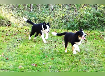 Verkaufe Reinrassige Border Collie Welpen