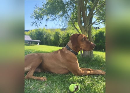 Magyar Vizsla Wurfankündigung