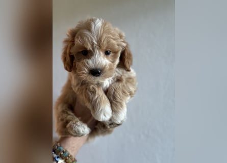 Maltipoo/mini Doodle Welpen in abricot/creme farben
