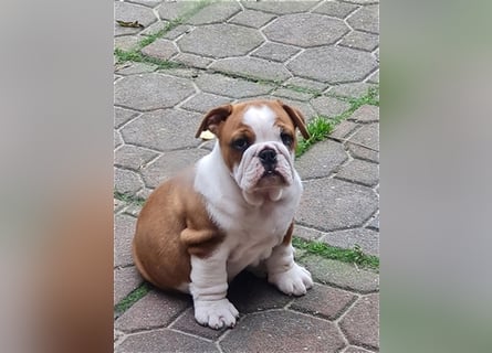 Englische Bulldogge