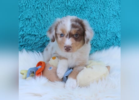 Super schöne Miniature Australian Shepherd Schmusebärchen aus liebevoller Hausaufzucht .