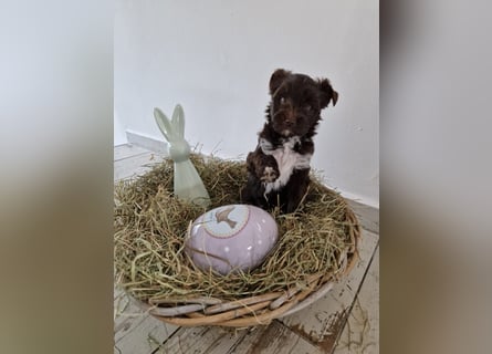 Süsses Yorki Bolonka Zwetna Mädchen Welpe abzugeben