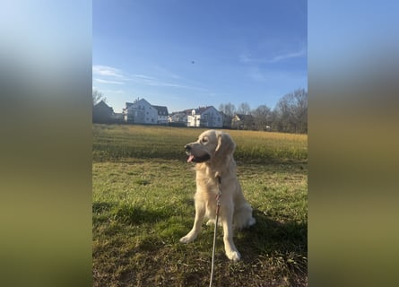 Golden Retriever Deckrüde mit Ahnentafel