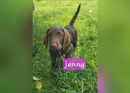 Welpen Labradoodle F1 Braun Könispudel x Labrador