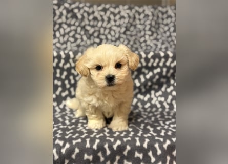 Maltipoo Welpe