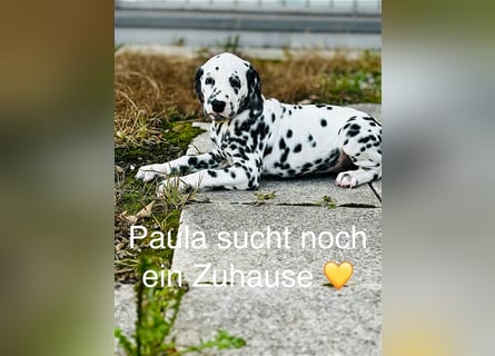 Dalmatiner Weibchen Paula