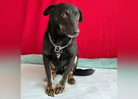 (R) ❤️ zarte Hundeseele VANDA - 8 Jahre, 40cm/9kg - Mischling