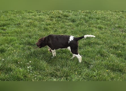 Kleine Münsterlander Welpen