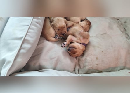 Golden Retriever Welpen