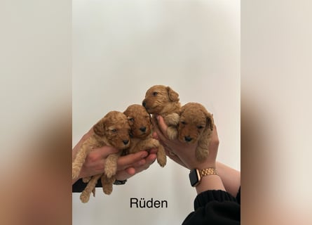Wunderschöne reinrassige Toy- und Zwergpudelwelpen suchen ein liebevolles Zuhause