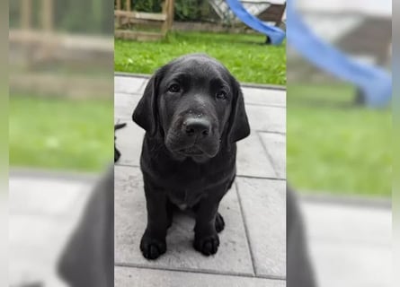 Wunderschöne Labrador Welpen mit Papieren