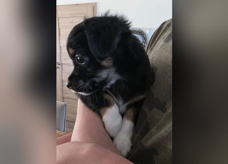 Reinrassige Langhaar - Chihuahua - Welpen abzugeben, sehr verspielt und verkuschelt!
