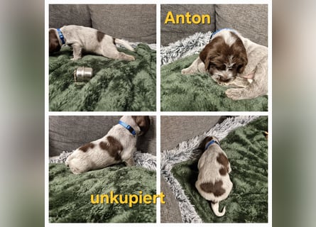 Griffon Korthals Vorstehhund Jagdhund