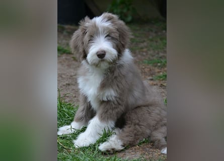 · BEARDED COLLlE WELPEN  · Ein faible für das Besondere!