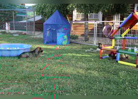 Schäferhund Welpen mit VDH Ahnentafel
