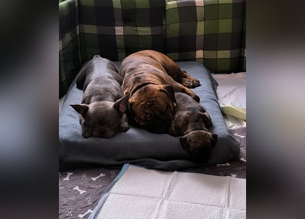Wundervolle Bulldoggen-Welpen suchen ihr Für-Immer-Zuhause!