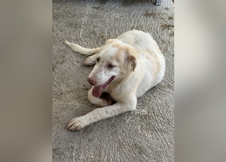 Milo: völlig überfordert im Tierheim