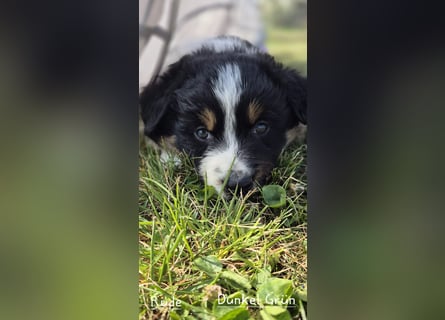 Australian Shepherd Welpen tricolor – Abgabe ab dem 28.05.2025
