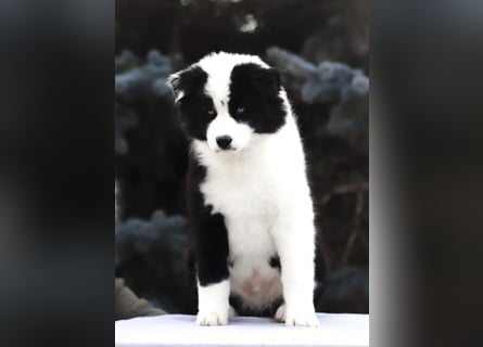 Yakutian laika / Yakutskaya Laika puppies