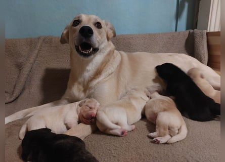 Wunderschöne Labrador-Mix Welpen