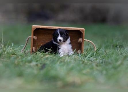 Australian Shepherd Welpen mit ASCA Papieren