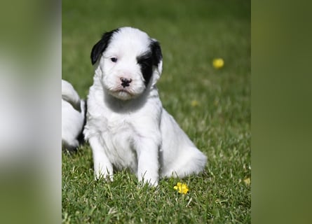 traumhaft hübscher Tibet Terrier Welpen aus erfahrender Zucht  sind geboren dürfen im Juni ausziehen