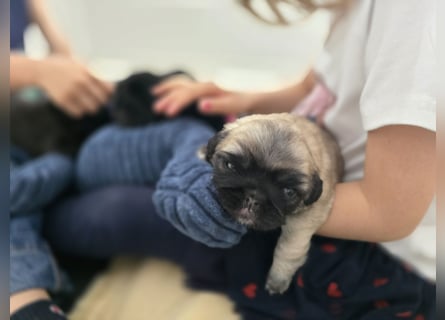 Mops Welpen  ( Altdeutsche )